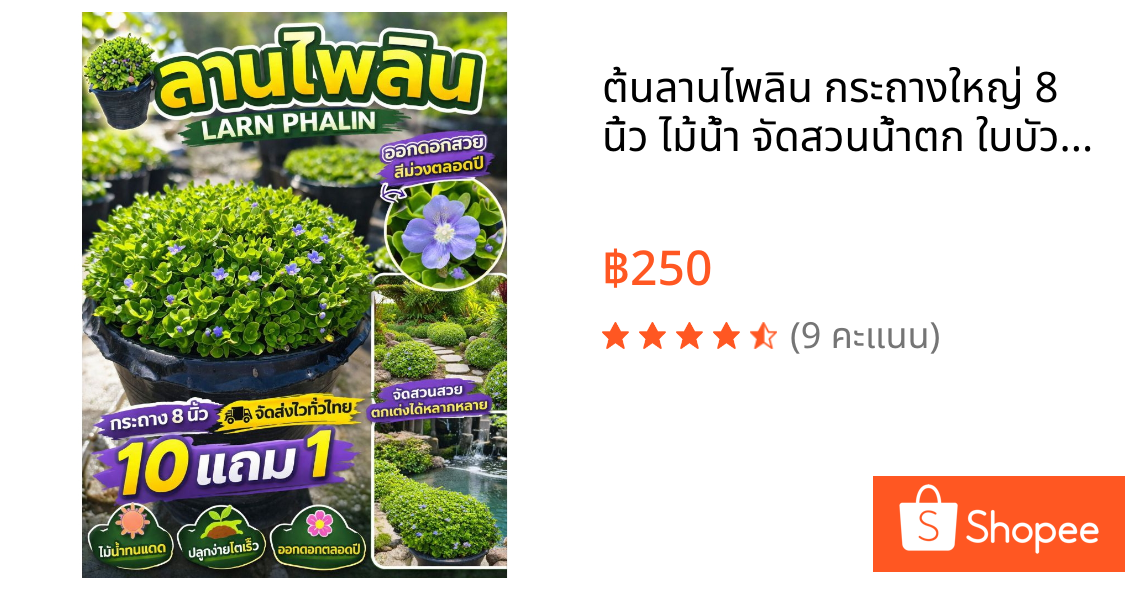 ต้นลานไพลิน กระถางใหญ่ 8 นิ้ว ไม้น้ำ จัดสวนน้ำตก ใบบัวบก ดอกบัวหลวง บ่อปลา ต้นกก สวนเฟิร์น สมุนไพรไทย ดิน ปุ๋ย กระถาง