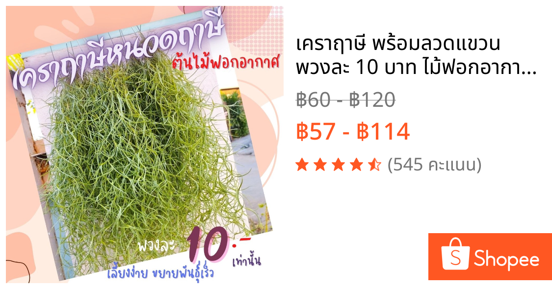เคราฤาษี พร้อมลวดแขวน พวงละ 10 บาท ไม้ฟอกอากาศ ดูดความชื้นในบ้าน ไม้มงคล กันฝุ่น มอสสเปน  สวยๆราคาถูก