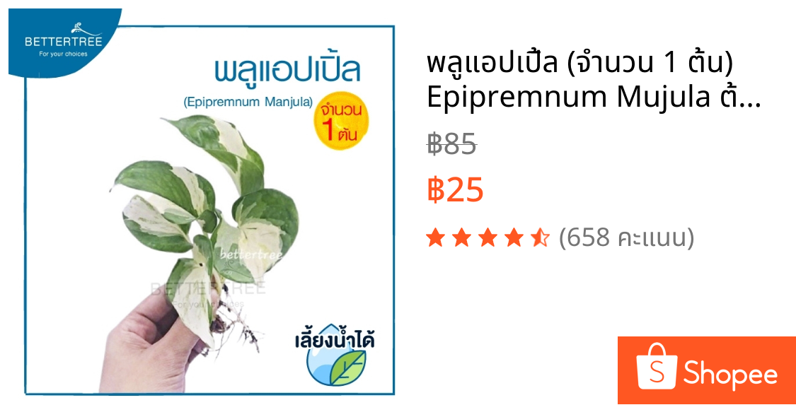 พลูแอปเปิ้ล (จำนวน 1 ต้น)  Epipremnum Mujula ต้นไม้ฟอกอากาศ พลูด่าง ต้นไม้ในร่ม ต้นไม้ plant พลูแอปเปิ้ล