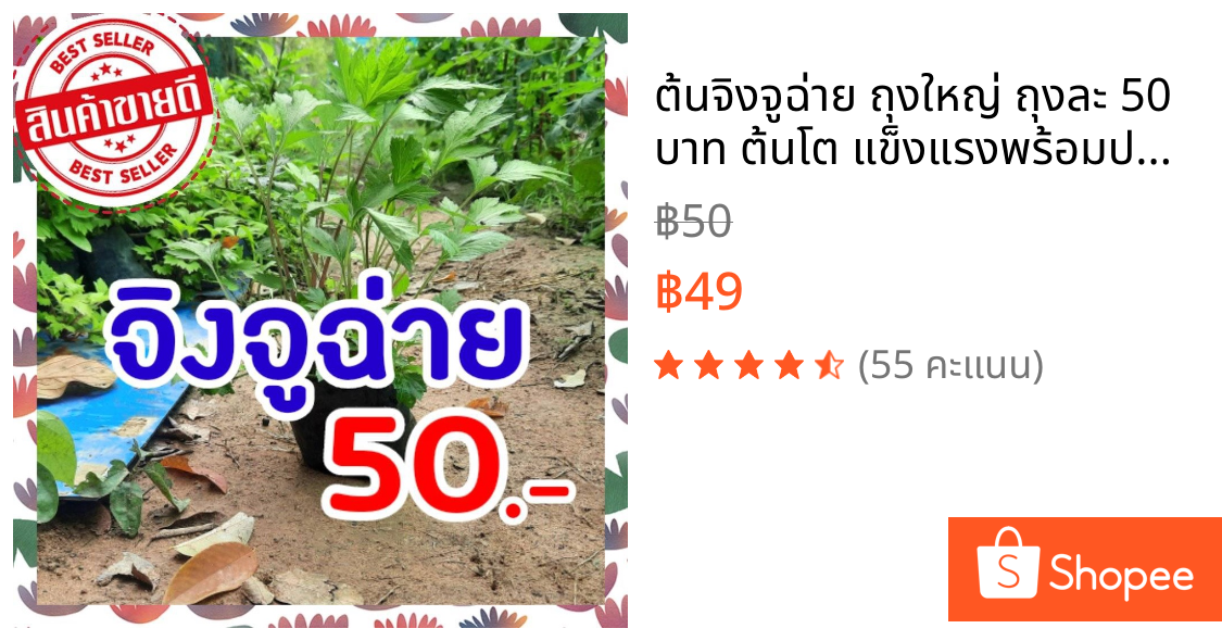 ต้นจิงจูฉ่าย ถุงใหญ่ ถุงละ 50 บาท ต้นโต แข็งแรงพร้อมปลูก จิงจูไฉ่ จินจูฉ่าย สมุนไพรใส่ในต้มเลือดหมู ขับลม บำรุงไต