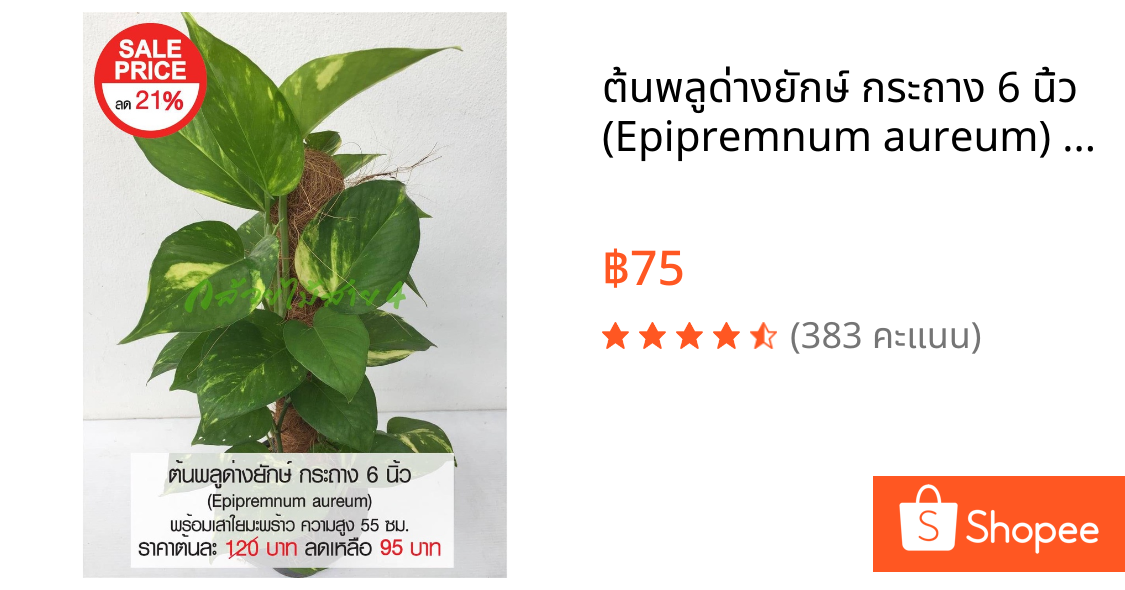 ต้นพลูด่างยักษ์ กระถาง 6 นิ้ว (Epipremnum aureum) ไม้ฟอกอากาศ พร้อมเสาใยมะพร้าว ความสูง 55 ซม.
