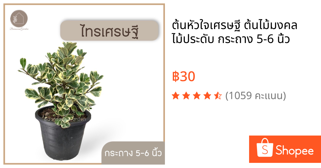 ต้นหัวใจเศรษฐี ต้นไม้มงคล ไม้ประดับ กระถาง 5-6 นิ้ว