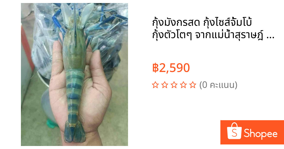 กุ้งมังกรสด กุ้งไซส์จั้มโบ้ กุ้งตัวโตๆ จากแม่น้ำสุราษฎ์ สดแท้ หวานเจี๊ยบ