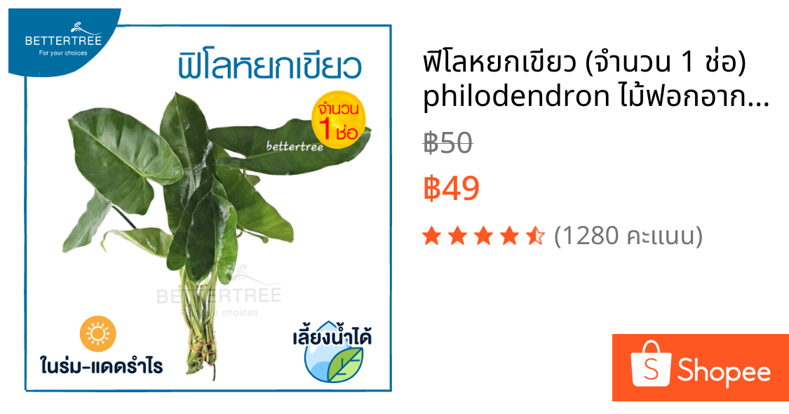 ฟิโลหยกเขียว (จำนวน 1 ช่อ) philodendron ไม้ฟอกอากาศ เลี้ยงน้ำได้  ต้นไม้