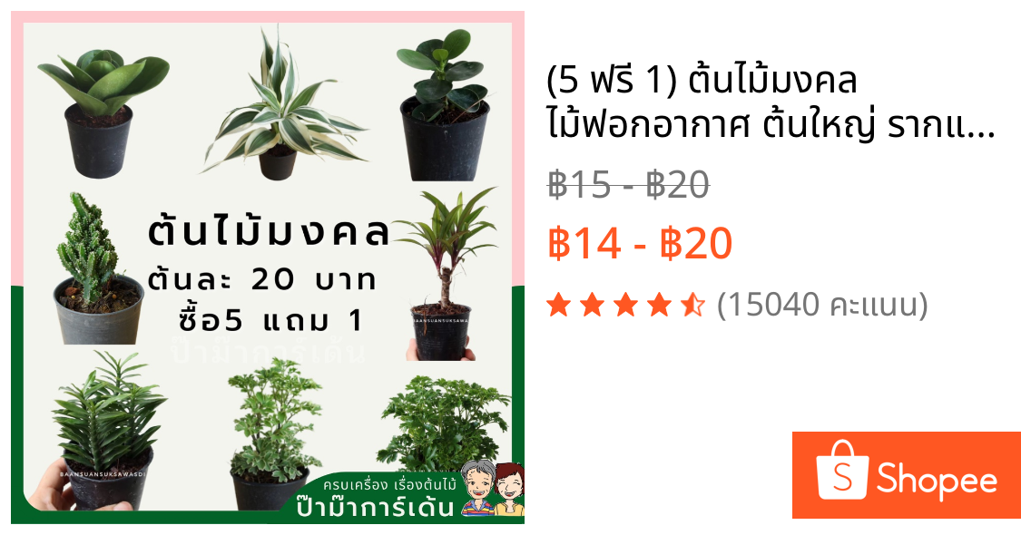 (5 ฟรี 1) ต้นไม้มงคล ไม้ฟอกอากาศ ต้นใหญ่ รากแน่น ต้นไม้เสริมดวง (ภาค 1)
