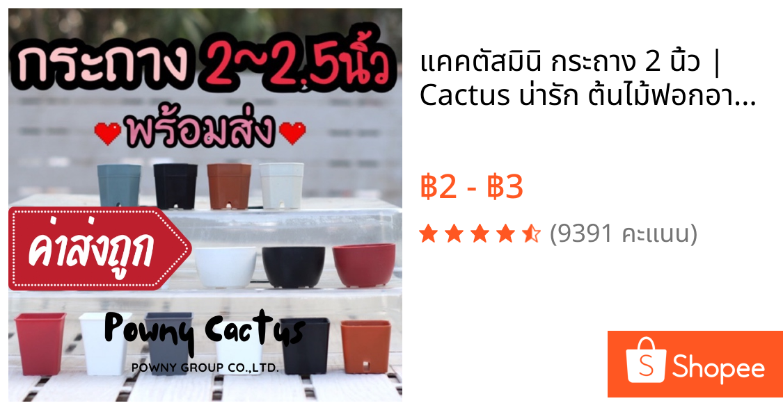 🌵 แคคตัสมินิ กระถาง 2 นิ้ว | Cactus น่ารัก ต้นไม้ฟอกอากาศ จัดกระถางพร้อมปลูก ของขวัญน่ารัก