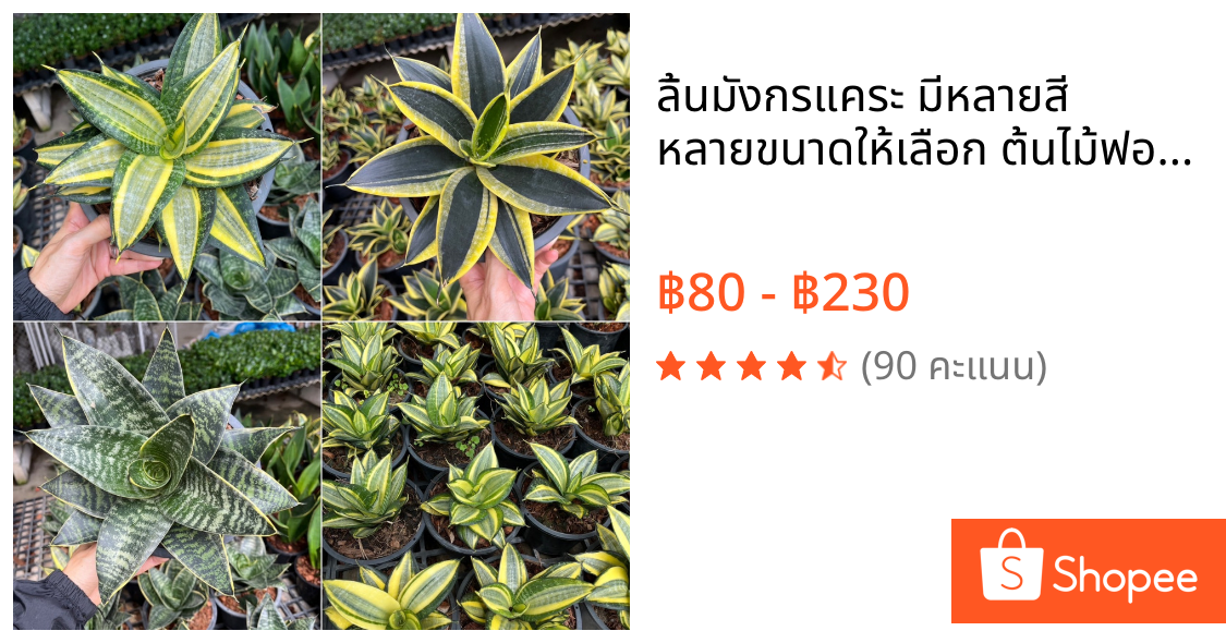 ลิ้นมังกรแคระ มีหลายสี หลายขนาดให้เลือก ต้นไม้ฟอกอากาศ SANSEVIERIA TRIFASCIATA 'GOLDEN HAHNII'