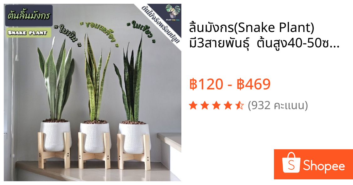 💤ลิ้นมังกร(Snake Plant) มี3สายพันธุ์  ต้นสูง40-50ซม. พร้อมกระถางครบชุดพร้อมปลูก (ต้นไม้ฟอกอากาศ)