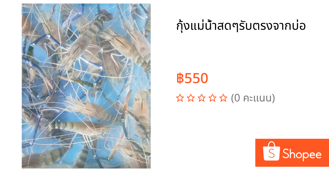 กุ้งแม่น้ำสดๆรับตรงจากบ่อ