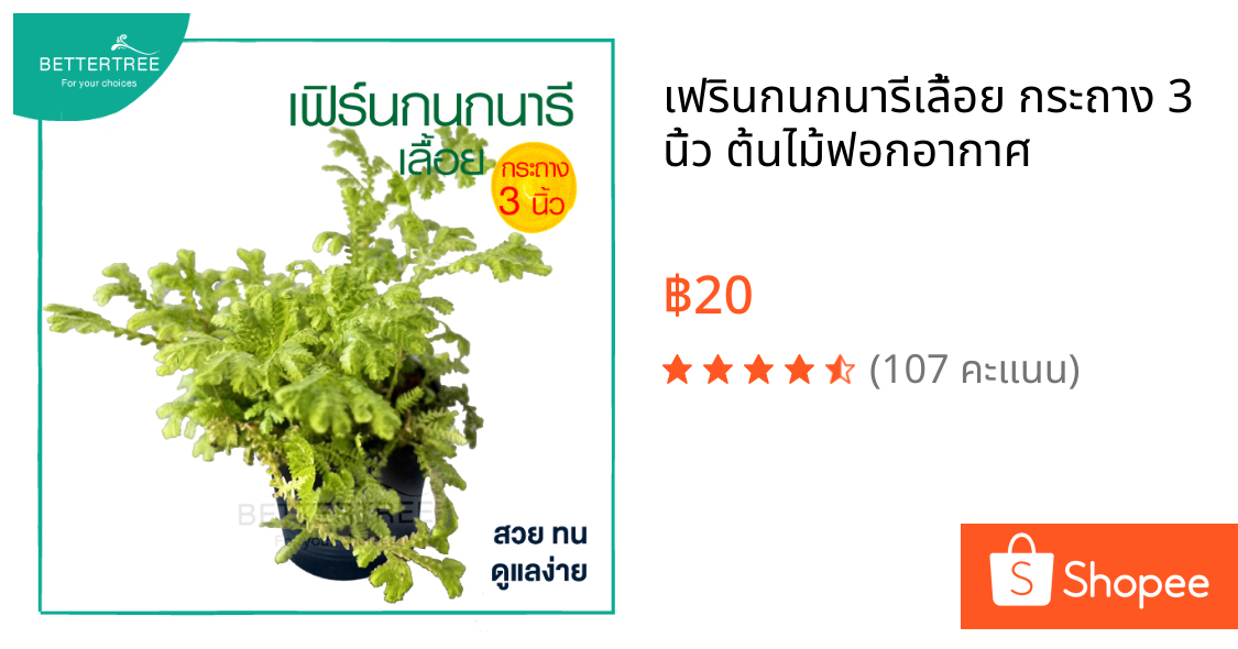 เฟรินกนกนารีเลื้อย กระถาง 3 นิ้ว ต้นไม้ฟอกอากาศ