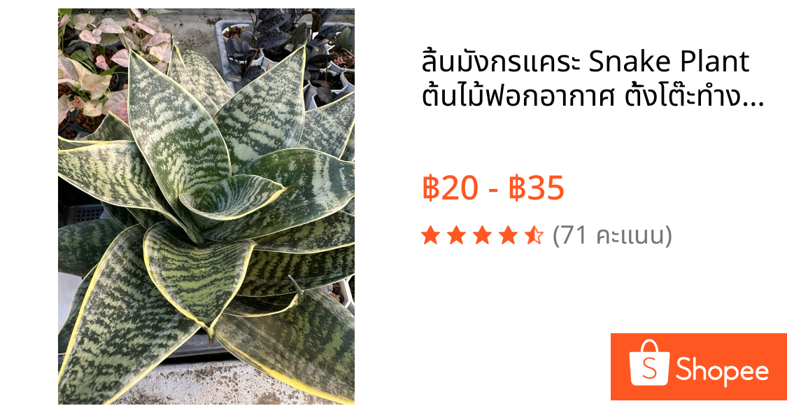 ลิ้นมังกรแคระ Snake Plant ต้นไม้ฟอกอากาศ ตั้งโต๊ะทำงาน ไม้ฟอกอากาศ