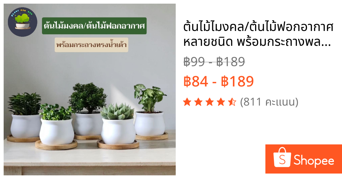 🌱ต้นไม้ไมงคล/ต้นไม้ฟอกอากาศ หลายชนิด พร้อมกระถางพลาสติกทรงน้ำเต้า 3"นิ้ว+จานรองไม้+หินหน้ากระถางสุ่มสีส่ง