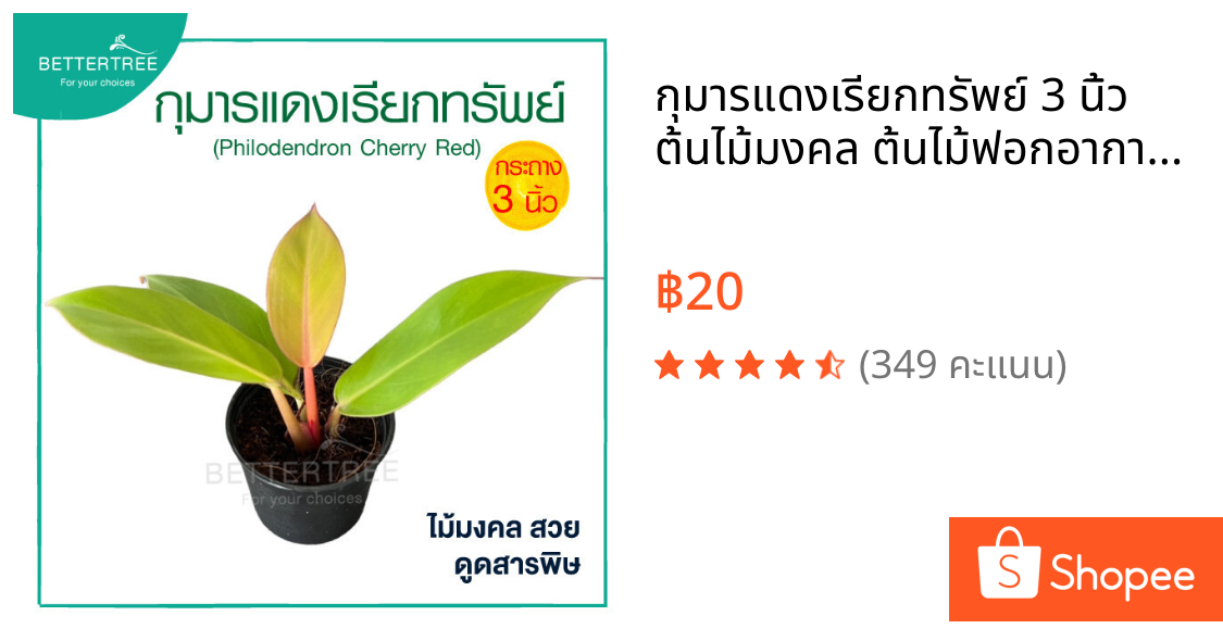 กุมารแดงเรียกทรัพย์ 3 นิ้ว ต้นไม้มงคล ต้นไม้ฟอกอากาศ ต้นไม้