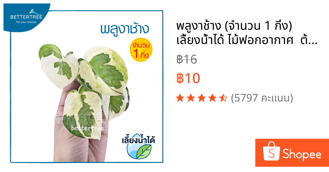 พลูงาช้าง (จำนวน 1 กิ่ง) เลี้ยงน้ำได้ ไม้ฟอกอากาศ  ต้นไม้