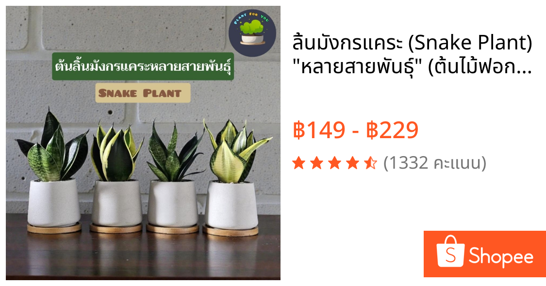 💤ลิ้นมังกรแคระ (Snake Plant) "หลายสายพันธุ์" (ต้นไม้ฟอกอากาศ/ตั้งโต๊ะทำงาน/ห้องนอน) กระถางปูนเปลือย 3"นิ้้ว