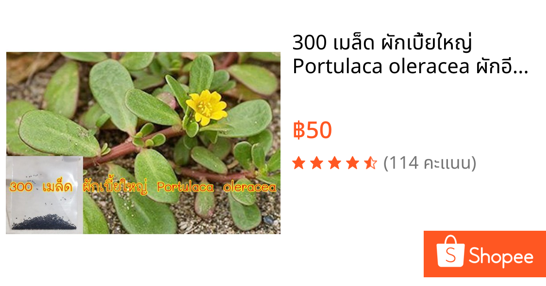 300 เมล็ด ผักเบี้ยใหญ่ Portulaca oleracea ผักอีหลู ผักตาโค้ง ผักเบี้ยดอกเหลือง ผักเบี้ยใหญ่ แดงสวรรค์ สมุนไพรไทย