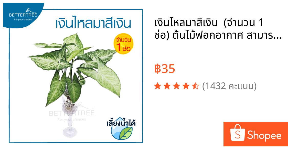 เงินไหลมาสีเงิน  (จำนวน 1 ช่อ) ต้นไม้ฟอกอากาศ สามารถเลี้ยงกับน้ำได้ ต้นไม้มงคล ต้นไม้น้ำ ต้นไม้