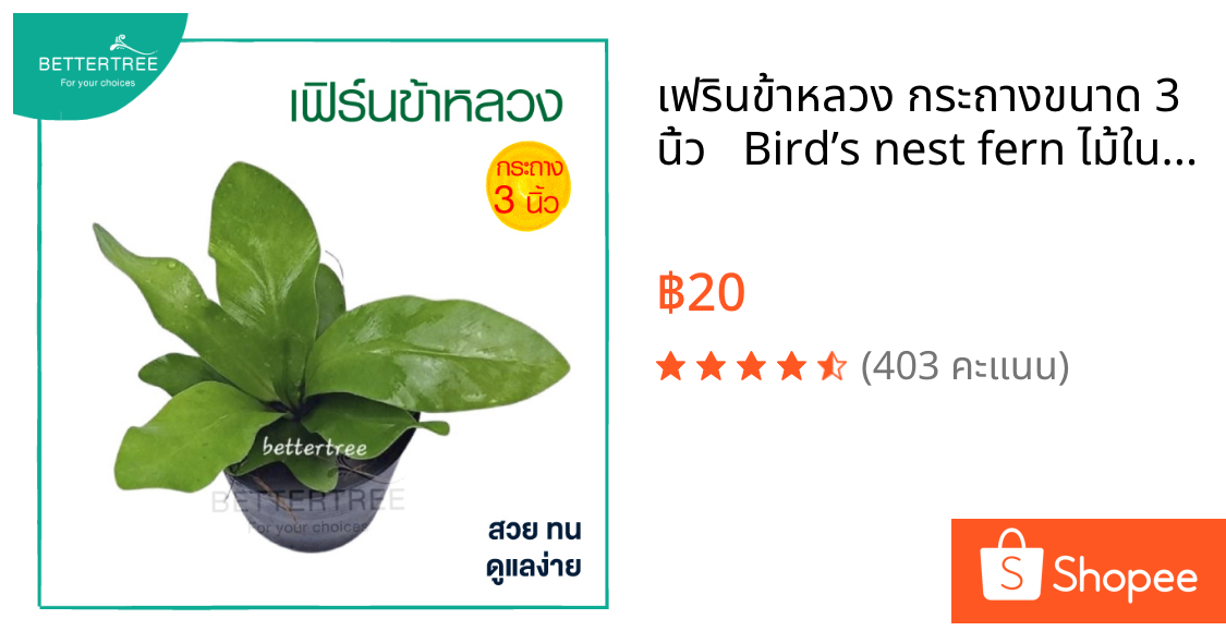 เฟรินข้าหลวง กระถางขนาด 3 นิ้ว   Bird’s nest fern ไม้ในร่ม  ต้นไม้มงคล ต้นไม้ ต้นไม้ฟอกอากาศ  ต้นไม้ประดับ