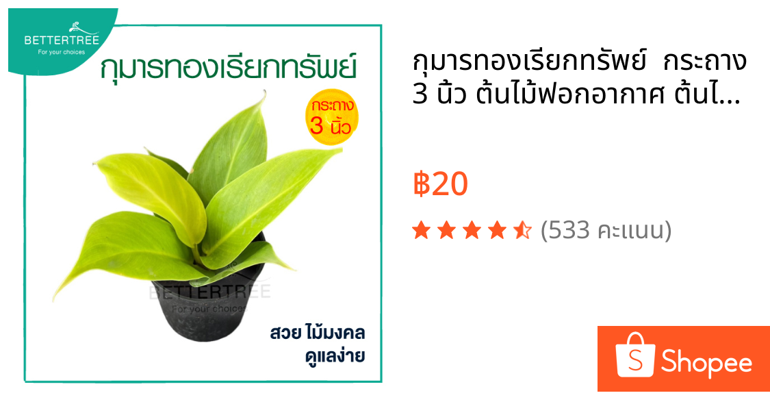 กุมารทองเรียกทรัพย์  กระถาง 3 นิ้ว ต้นไม้ฟอกอากาศ ต้นไม้มงคล