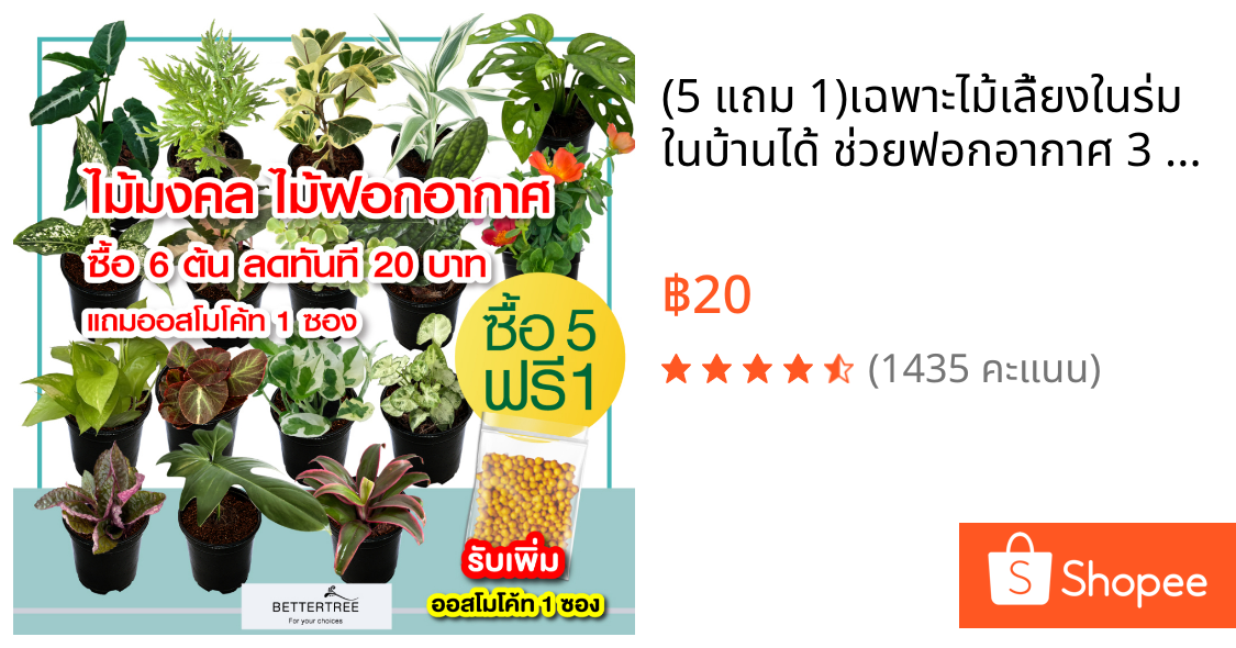 (5 แถม 1)✅เฉพาะไม้เลี้ยงในร่ม ในบ้านได้ ช่วยฟอกอากาศ 3 นิ้ว ✅เลือกต้นแถมได้เอง ⬇️วิธีซื้อสินค้าด้านล่างค่ะ ต้นไม้