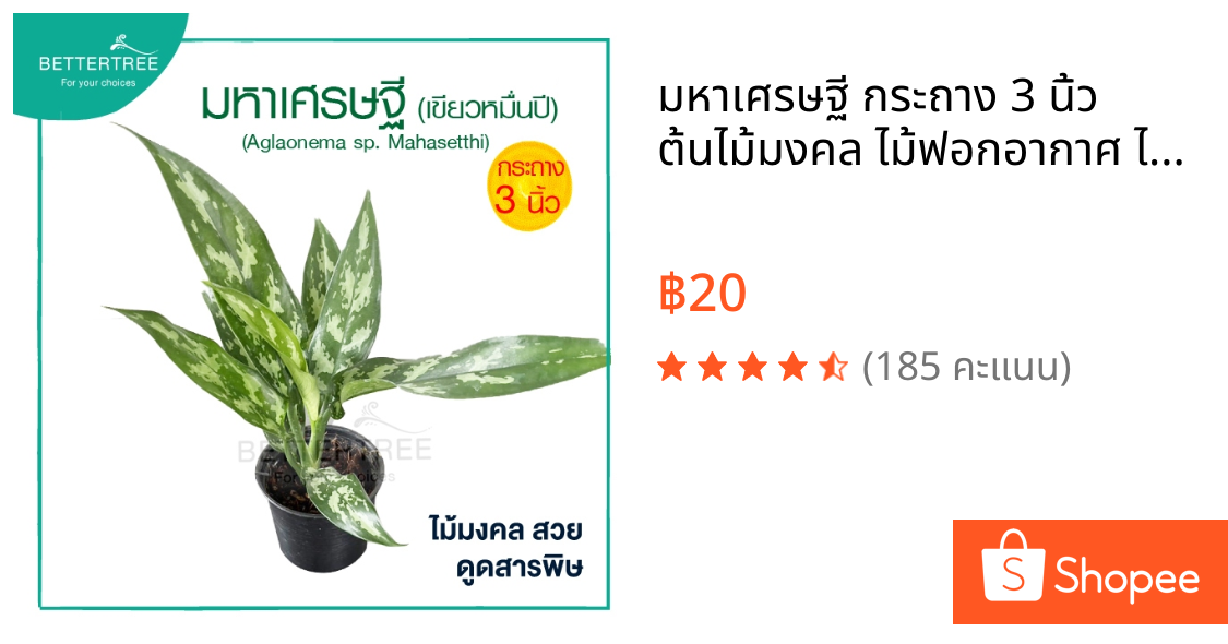 มหาเศรษฐี กระถาง 3 นิ้ว ต้นไม้มงคล ไม้ฟอกอากาศ ไม้ในร่ม