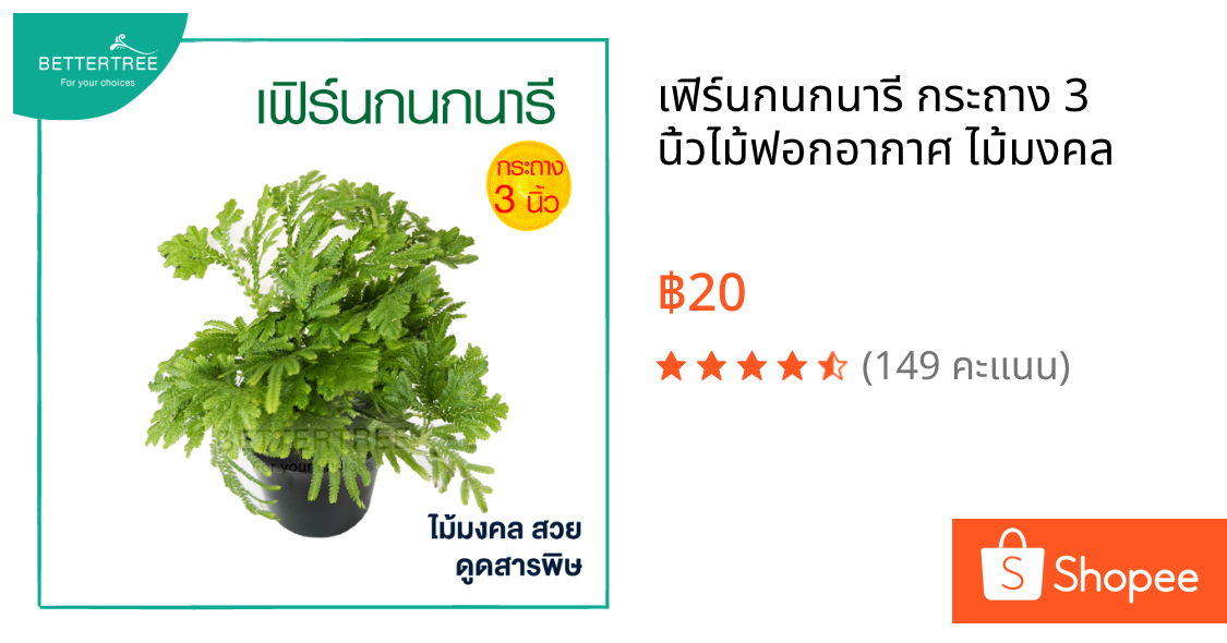 เฟิร์นกนกนารี กระถาง 3 นิ้วไม้ฟอกอากาศ ไม้มงคล