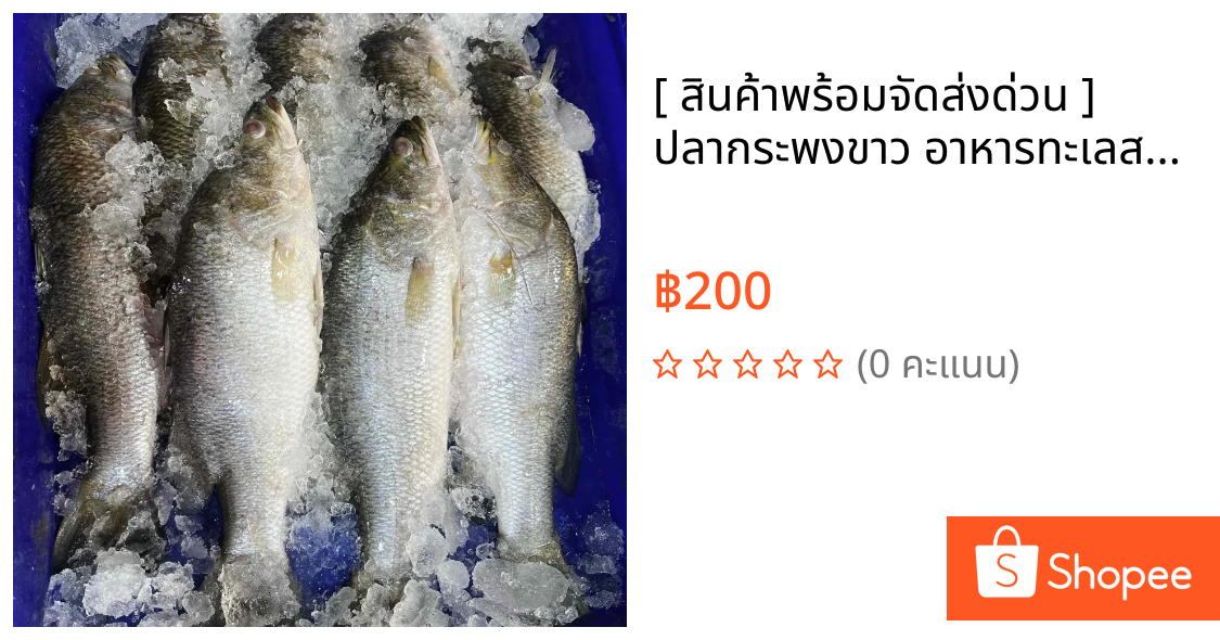 [ สินค้าพร้อมจัดส่งด่วน ] ปลากระพงขาว อาหารทะเลสด ขนาด 1 ตัว