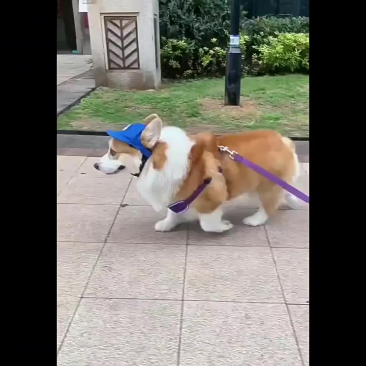 【Hipidog】หมวกสุนัขสัตว์เลี้ยงลูกสุนัขหมวกเบสบอลแมวครีมกันแดดหมวก