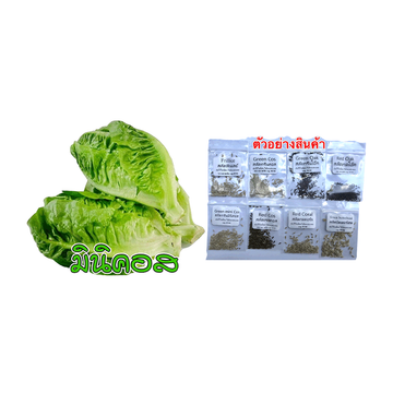 โปรโมชั่น Flash Sale : เมล็ดผักอินทรีย์ เมล็ดพันธุ์ผักสลัด เมล็ดผักสลัด 100-200 เมล็ด 10 บาท ถูกที่สุด ซื้อ 10 แถม 1 คละได้