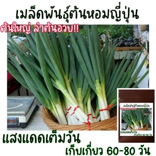 ภาพหน้าปกสินค้า30 เมล็ด ต้นหอมญี่ปุ่น Japanese Bunching Onion ที่เกี่ยวข้อง