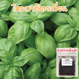 เมล็ดพันธุ์ โหระพาอิตาเลี่ยน โหระพาใบใหญ่ เบซิลใบใหญ่ 50-400 เมล็ด Italian Basil ปลูกง่าย โตเร็ว [ซื้อ 10 แถม 1 คละได้]