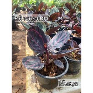 คล้านกยูงแดง Calathea roseopicta