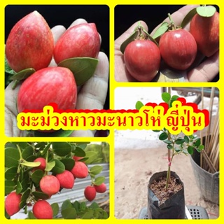 สินค้า มะม่วงหาวมะนาวโห่ญี่ปุ่น รสชาติหวานไม่ฝาด ต้นพันธุ์สูง 20-30 ซม. ปลูก 6 เดือน - 1 ปีติดผล สายพันธุ์แท้100%