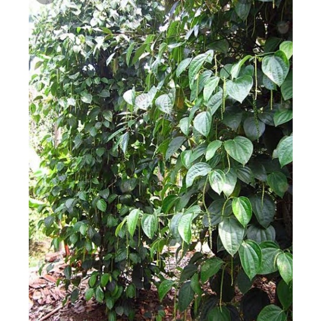 ต้นพริกไทยซีลอน-ชำกิ่ง-ขนาด70-80ซม-ยอดขาว-ผลพวงดก-เมล็ดใหญ่กลิ่นหอม