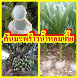 สินค้า ต้นมะพร้าวน้ำหอมต้นเตี้ย หอมหวานชื่นใจ ดับกระหาย คลายร้อน ต้นพันธุ์สูง 40-50 ซม.แข็งแรงพร้อมปลูก รับประกันพันธุ์แท้ 100%