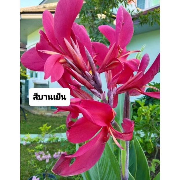 พุทธรักษาสีบานเย็นเข้ม-ไม่ใช่สีแดง-ไม่ใช่สีชมพู