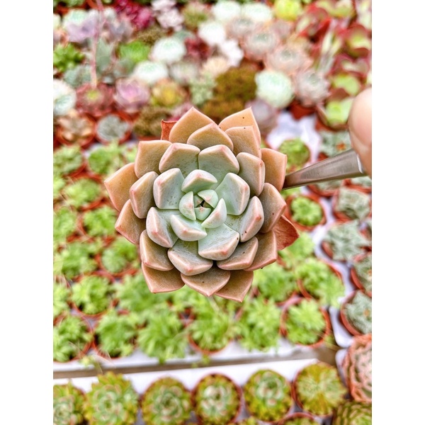 echeveria-pretty-in-pink