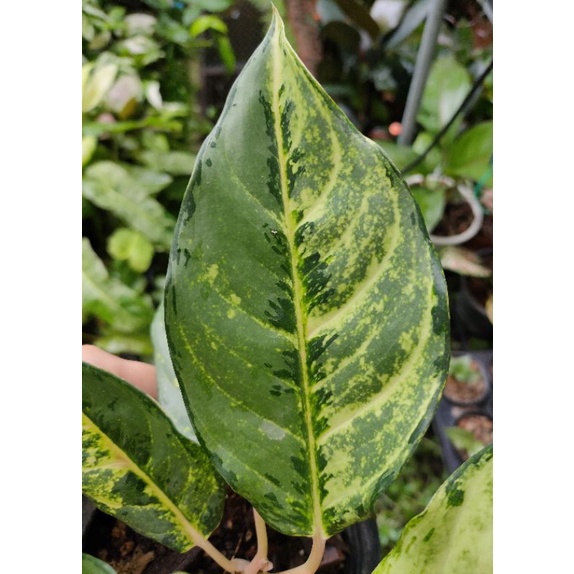 อโกลนีมา-ลักกี้-aglaonema-lucky