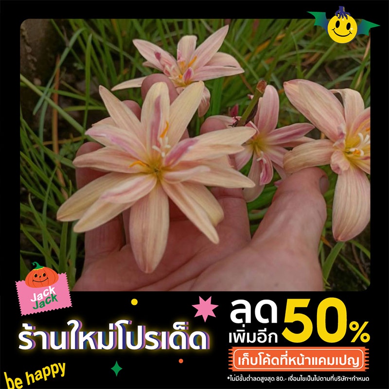 บัวสวรรค์ชื่อ Apricot King Shopee Thailand