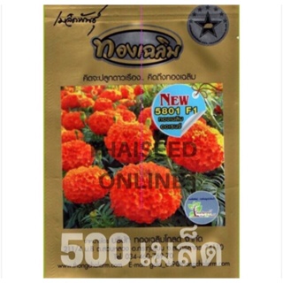ภาพขนาดย่อของภาพหน้าปกสินค้าใหม่ล่าสุด  เมล็ดพันธุ์ ดาวเรืองทองเฉลิม 5801 สีส้มจัด 500 เมล็ด จากร้าน thaiseedonline บน Shopee ภาพที่ 2