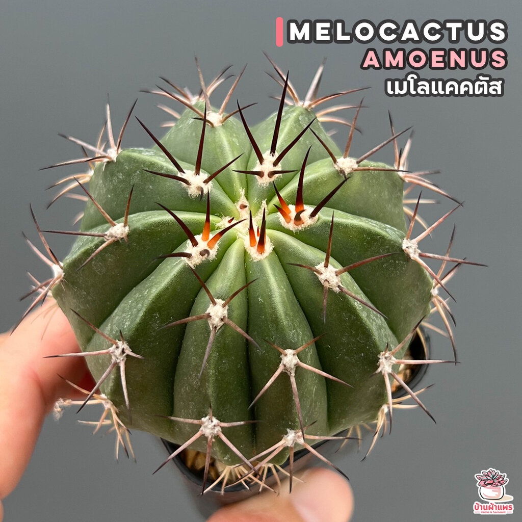 เมโลแคคตัส-melocactus-amoenus-แคคตัส-กระบองเพชร-cactus-amp-succulent