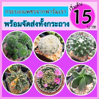 ภาพหน้าปกสินค้า🌵🌵กระบองเพชร เริ่ม 15 บาท !!! ❤❤10 ฟรี 1❤❤ **ขั้นต่ำบิลละ2ต้นขึ้นไปค่ะ (คละแบบได้/ส่งทั้งกระถางนะคะ)แคคตัส กระบองเพชร ที่เกี่ยวข้อง