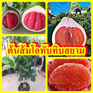 สินค้า ต้นส้มโอทับทิมสยาม ส้มโอเนื้อสีแดง ต้นพันธุ์เสียบยอดสูง 40-50 ซม. ปลูก 2 ปี ติดผล รับประกันสายพันธุ์แท้ 100%