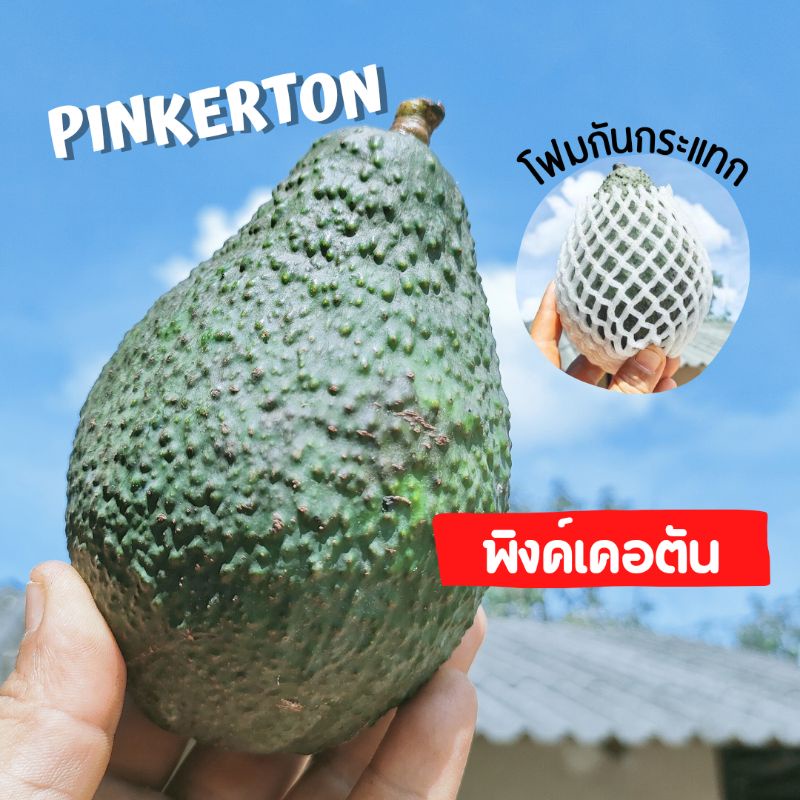 อะโวคาโดพิงค์เคอตัน-pinkerton-1กิโลกรัม-ระยะเวลาสุก-5-10วัน-สินค้ารับเคลมปกติ