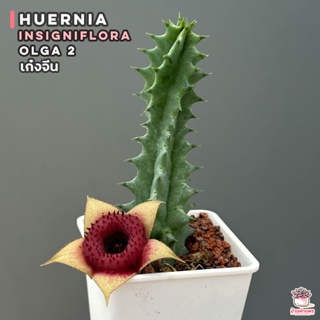 เก๋งจีน Huernia Insigniflora Olga 2 แคคตัส กระบองเพชร cactus&amp;succulent