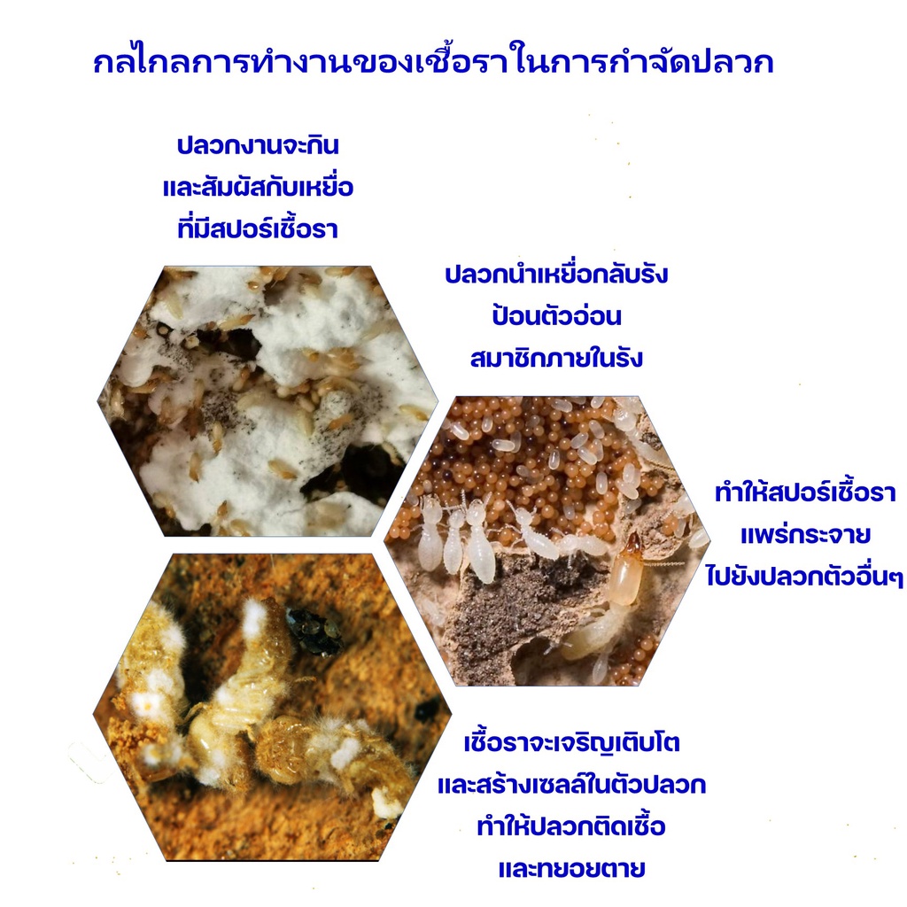 termite-bio-bait-ชุดแบบเติมเหยื่อเชื้อรากำจัดปลวก-set-a-อาหารปลวก-เหยื่อปลวกตายยกรัง