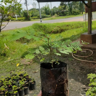 ต้นส้มป่อย ความสูง 20 ซม. ขั้นต่ำ3ต้น