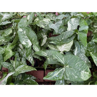 Syngonium Panda Variegated (เงินไหลมาด่างแพนด้า)