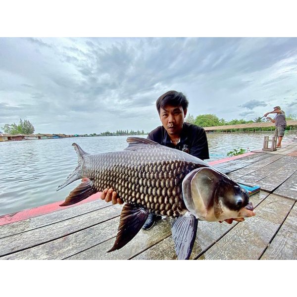 หัวเชื้อ-ตกปลา-เหยื่อตกปลา-ต้นหลิวผงสีขาว-สูตรสายแข่งปลาบึก-ปลาสวาย-สีขาว