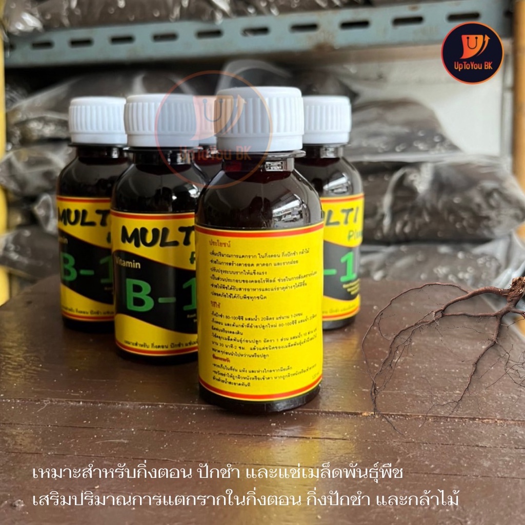 น้ำยาเร่งราก-วิตามิน-b1-บีวัน-เหมาะสำหรับ-กิ่งตอน-ปักชำ-และ-แช่เมล็ดพันธุ์พืช-multi-plant-vitamin-b-1